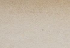 xxfn42t0kod3vwv-3