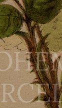 ifhlovi07oqhnvt-81